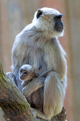 Gray langur monkey family sitting on tree.