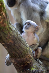 Gray langur monkey family sitting on tree.