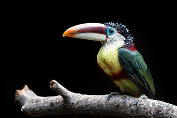 Pteroglossus beauharnaesii in natural habitat