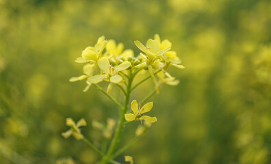 Yellow flower of common rape on a natural green background close-up. copy space