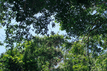 Fototapeta premium tree and sky