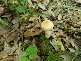 カレバハツ（キノコ）