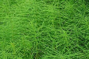 green natural plant texture of green wild plants field horsetail