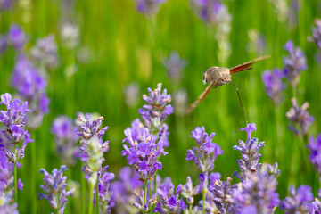 A pigeon swarmer on a flowering lavender.