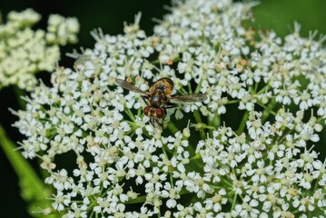  one brown little fly on a white wild flower on a green background in a summer park