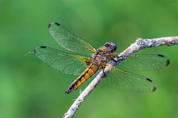 dragonfly on a leaf