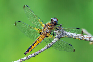 dragonfly on a branch