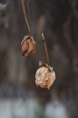 Two dried roses hanged as garden decoration. 