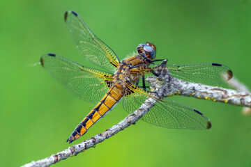 dragonfly on a branch