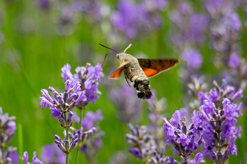 A pigeon swarmer on a flowering lavender.