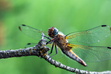 dragonfly on a branch