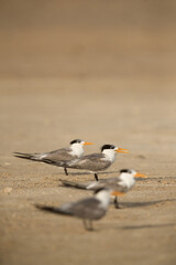 Greater Crested Terns at Busaiteen beach. Selective focus