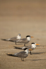 Greater Crested Terns at Busaiteen beach, Bahrain. Slective focus on second tern