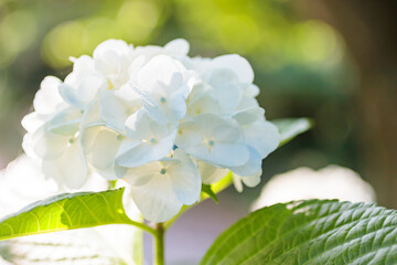 白色の紫陽花　高塔山公園　福岡県北九州市　
White Hydrangea Takatoyama 
park Fukuoka-ken Kitakyusyu city
