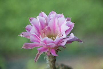 Cactus pink flower