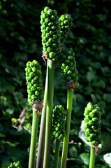 perennial herb tuberous plant interesting perennial shiny leaves shoot-shaped with a long...