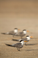 Greater Crested Terns in a row at Busaiteen beach, Bahrain