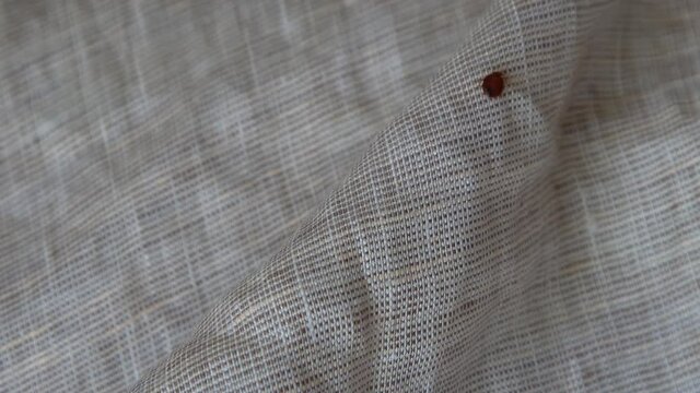 Bed bug crawling on bed linen