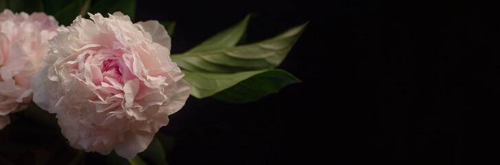 Pink peony flower on black background website banner header. Beautiful botanical floral design. Creative minimalism dark and moody style. White blooming Paeonia plants with green leaves and petals.