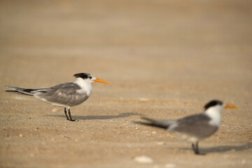 Greater Crested Terns, Bahrain. Selective focus