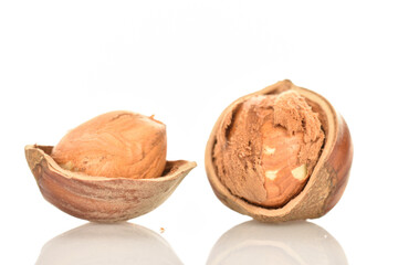 Hazelnuts, macro, on a white background.