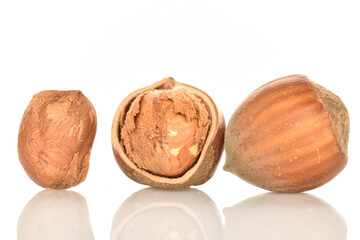 Hazelnuts, macro, on a white background.