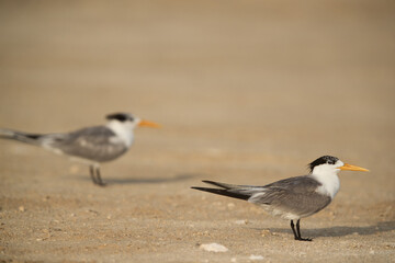 A pair of Greater Crested Terns, Bahrain