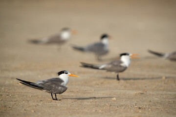 Greater Crested Terns on Busaiteeb sands, Bahrain