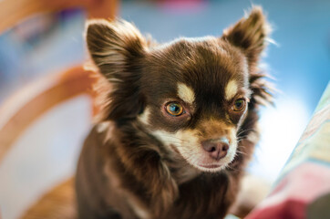 Bored chocolate longhair chihuahua sitting on a wooden chair