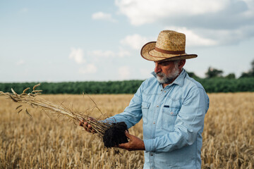 middle aged man examine wheat in wheat field