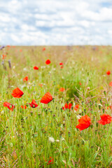 Wild red poppies and camomile on the green field in the north of France, Normandie. Bright flower blossom in June. Sunny day, blue sky, white clouds. Beautiful landscape.