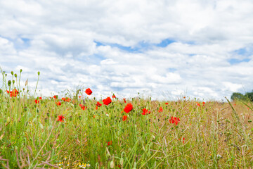 Wild red poppies and camomile on the green field in the north of France, Normandie. Bright flower blossom in June. Sunny day, blue sky, white clouds. Beautiful landscape.