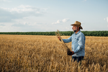 middle aged man examine wheat in wheat field