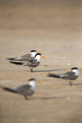 Fototapeta premium Greater Crested Terns at Busaiteen beach, Bahrain. Selective focus