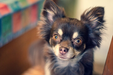 Cute chocolate longhair chihuahua sitting on a chair and waiting for a dinner