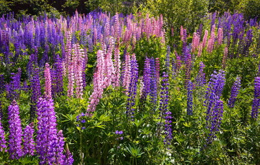 A Lupin flower bloomed in the field