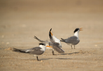 Greater Crested Tern preening, Bahrain