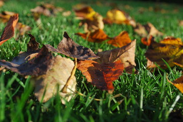 autumn leaves on grass