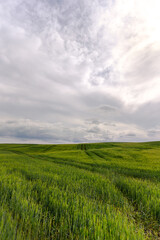 Obraz premium Climbing a hill with green grass you will see the landscape of the fields of Latvia. Warm summer sunny day