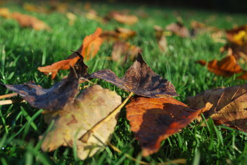 autumn leaves on the grass