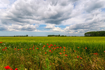 Red poppies and wildflowers on an agricultural field to the horizon. Sunny bright day with clouds in the sky. Latvia. Baltic state