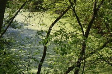 Fototapeta premium swampy forest lake. Summer walk