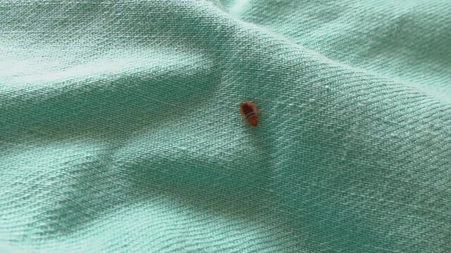 Bed bug crawling on bed linen