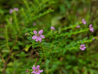 butterfly on a flower