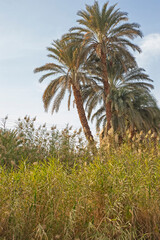 Fototapeta na wymiar Date palm trees amongst grass reeds on river bank