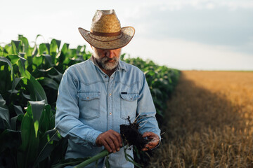 Naklejka na ściany i meble middle aged man examine corn in corn field