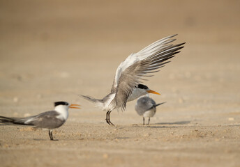 Greater Crested Tern takeoff