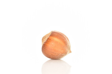 Hazelnuts, macro, on a white background.