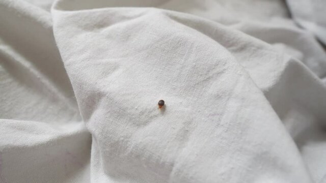 Bed bug crawling on bed linen