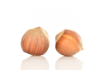 Hazelnuts, macro, on a white background.